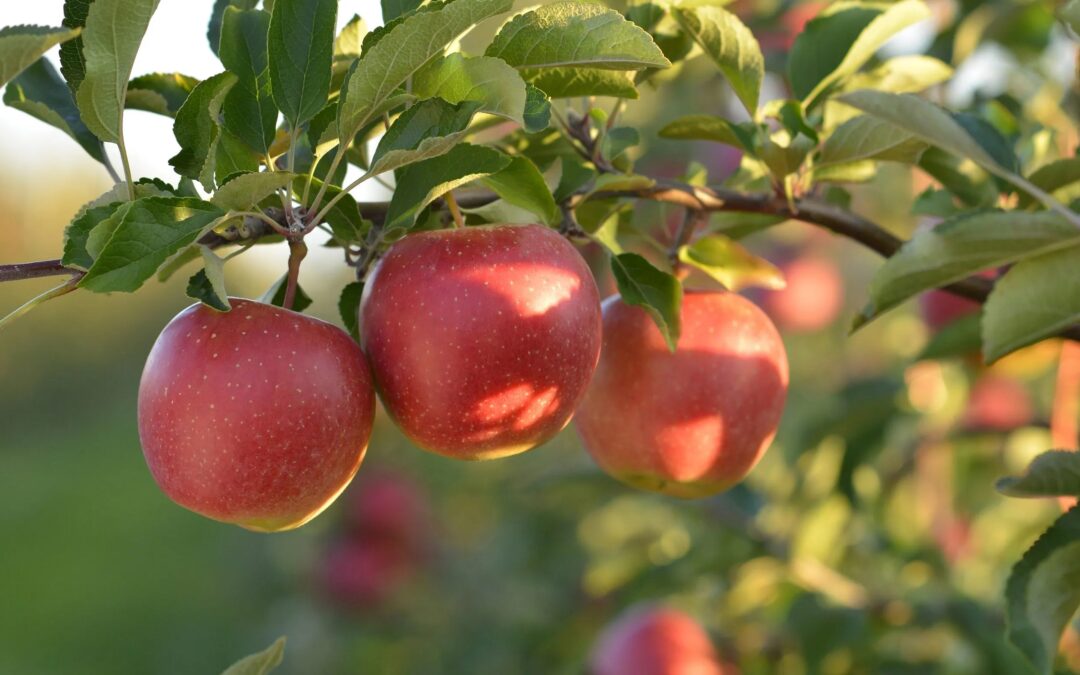New York Apple Growers Partner with Shift•ology to Host Live Virtual Farm Trips