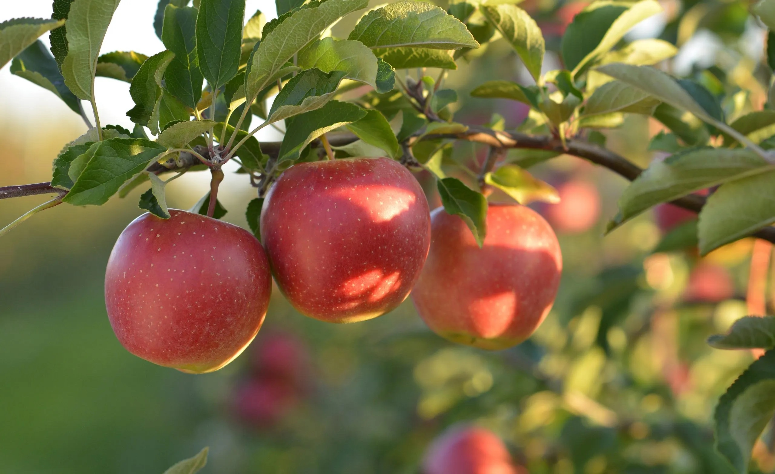three red apples growing on tree
