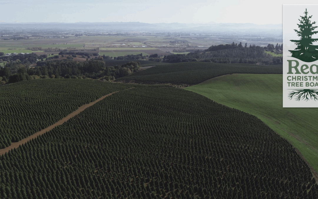 Oregon Christmas Tree Farm Tour