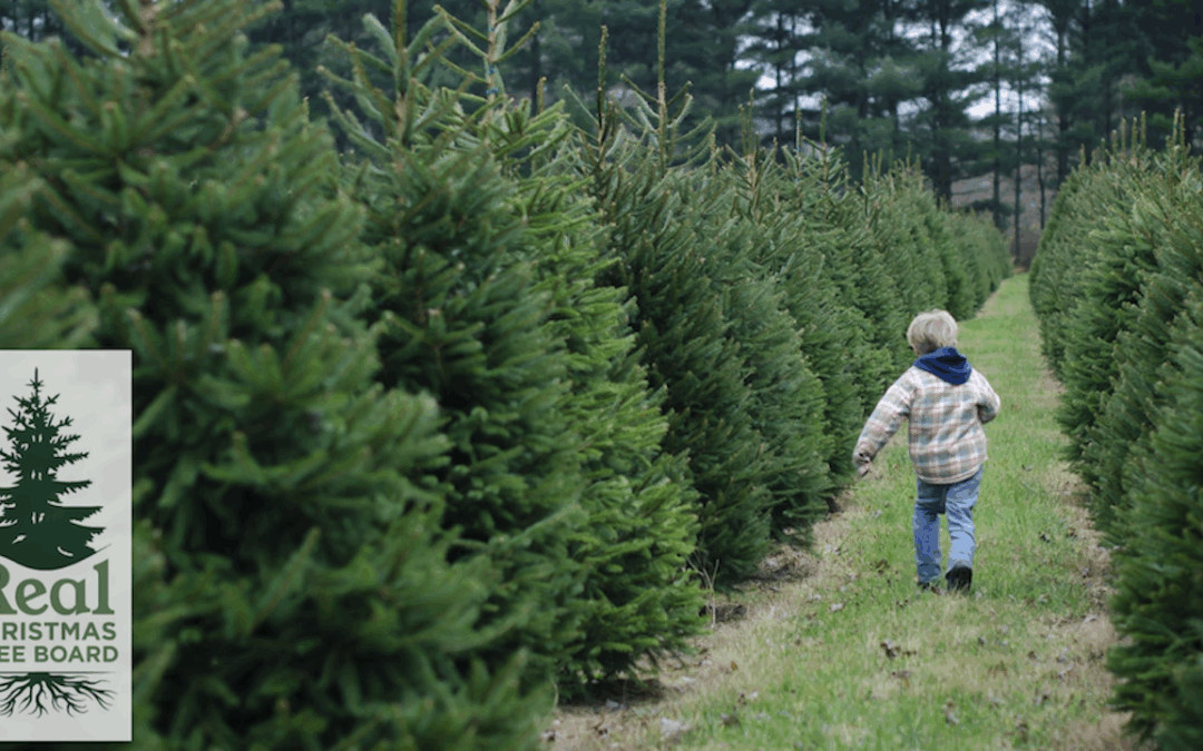 North Carolina Christmas Tree Farm Tour