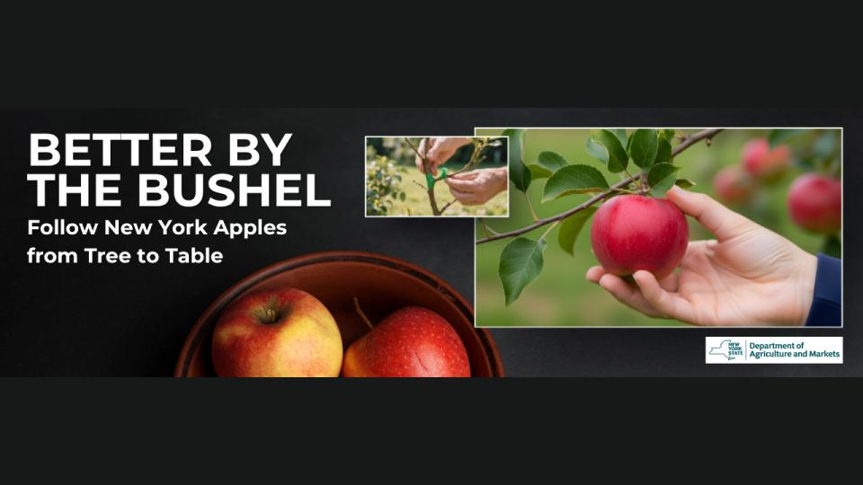 Better by the bushel New York apple virtual farm trip apple in hand in orchard; apples in bucket, grafting an apple tree